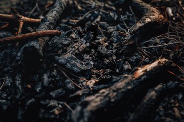 Toprağa gömülü eski ağaçların köklerinden.