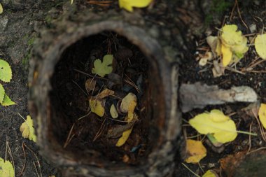 Sonbahar ormanında yaprakları olan bir ağaçta büyük bir oyuk.