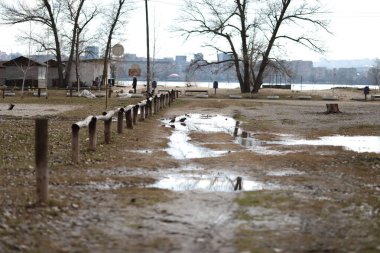 Ormandaki uzun ağaçlar güneşte büyür.