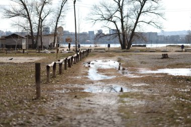 Ormandaki uzun ağaçlar güneşte büyür.