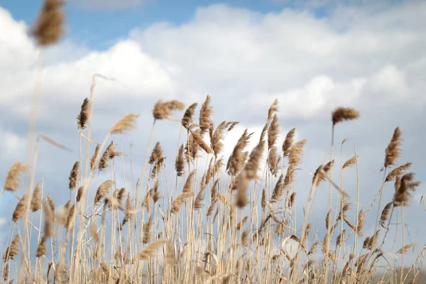 Blommande frodiga spikelets utvecklas i vinden i fältet — Stockfoto