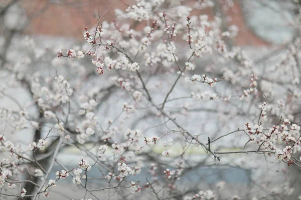 Blooming apricot blooms and pleases everyone around — Stock Photo, Image