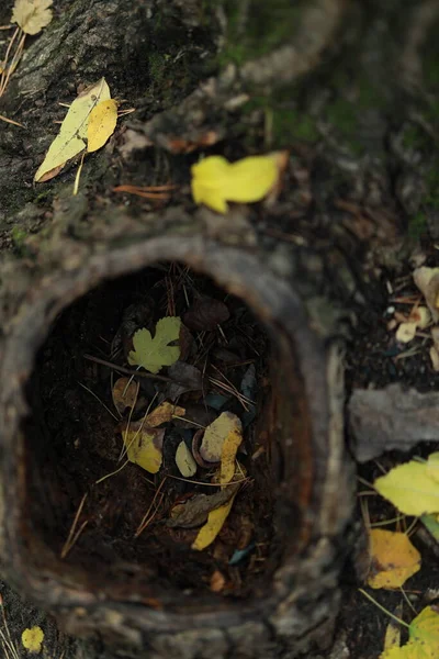 Stor ihålig i ett träd med löv i höstskogen — Stockfoto