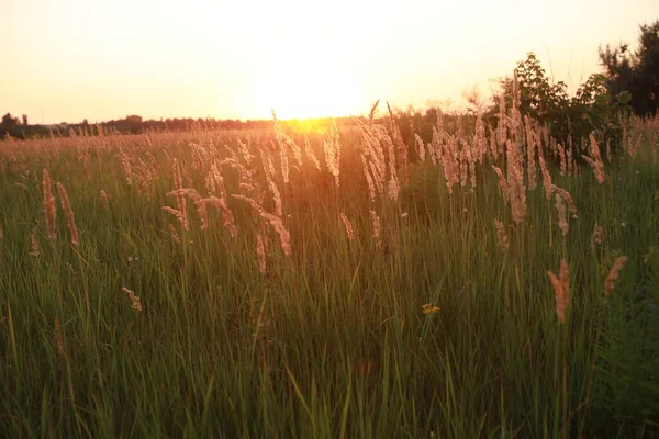 Magnifique coucher de soleil sur un immense champ à la campagne — Photo