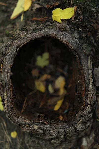 Gran hueco en un árbol con hojas en el bosque de otoño — Foto de Stock