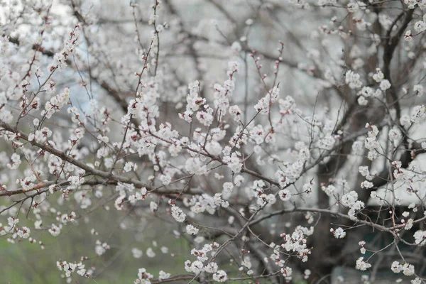 Kvetoucí meruňka kvete a potěší každého kolem — Stock fotografie