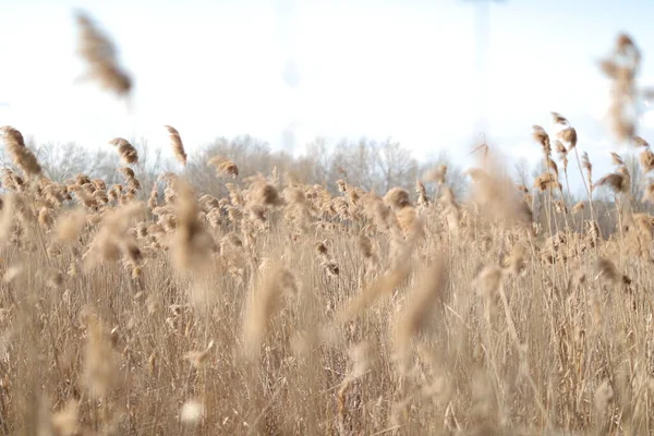 Flowering lush spikelets develop in the wind in the field Stock Picture