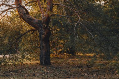 Ormandaki uzun ağaçlar güneşte büyür.