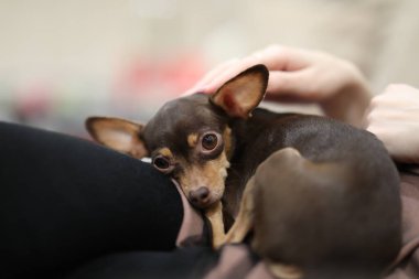 Küçük, çaresiz bir teriyer kutusunda dinlenmek için uzanıyor.