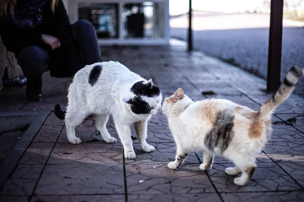 A big cat walking on a sidewalk next to a dog — Zdjęcie stockowe