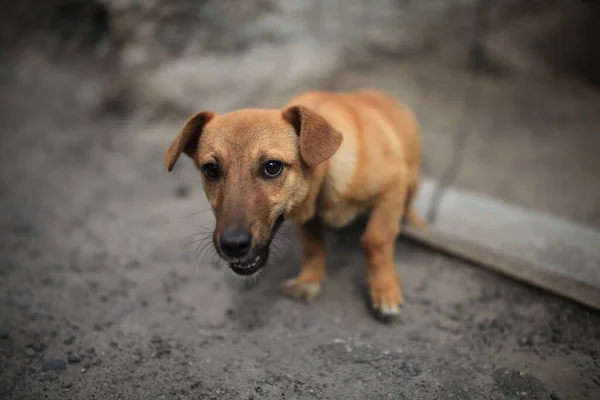 Ein brauner Hund mit offenem Maul — Stockfoto