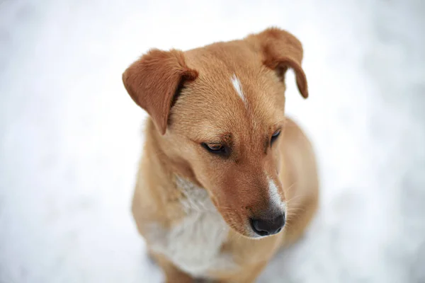 A close up of a little dog — Zdjęcie stockowe