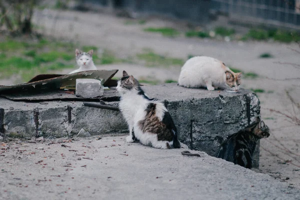 Um grupo de gatos vagabundos sem-teto sentados esperando para comer — Fotografia de Stock