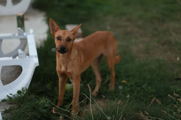 Un perro muy pequeño de pie sobre la hierba — Foto de Stock