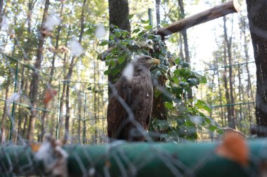 gururlu Kara Kartal avına yakın mesafeden bakıyor.