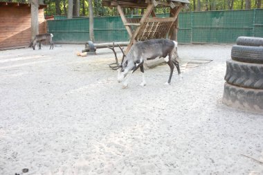 Parkta boynuzlu dağ koyunları var. Yaklaş.