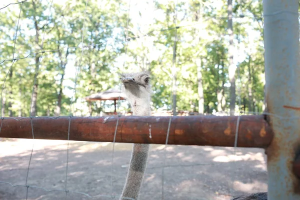 Tall long ostrich on the farm waiting for food — Stock fotografie