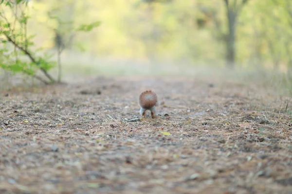 Domesticar ardilla esponjosa en el bosque de cerca comer nueces — Foto de Stock