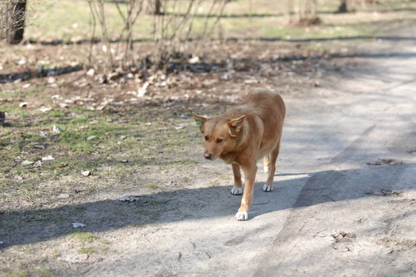 Un perro marrón y blanco caminando por un camino de tierra — Foto de Stock