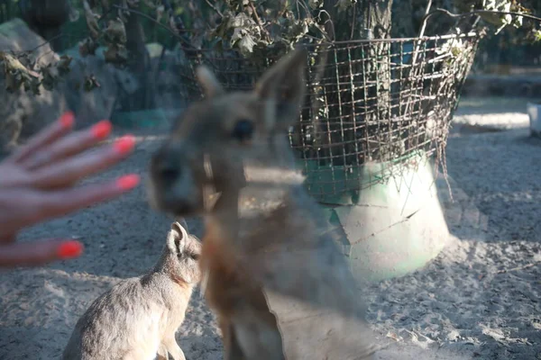 Un canguro que está de pie en la tierra —  Fotos de Stock