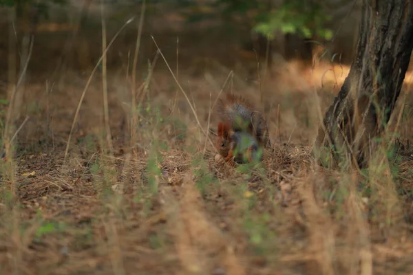 Tame fluffy squirrel in the forest close-up eating nuts — Zdjęcie stockowe