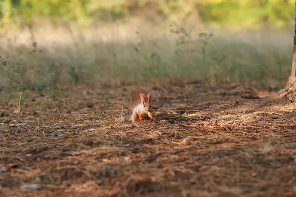 Domesticar ardilla esponjosa en el bosque de cerca comer nueces — Foto de Stock