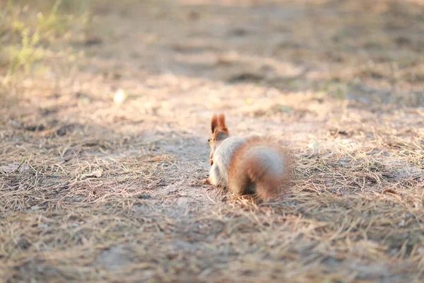 Écureuil pelucheux apprivoisé dans la forêt gros plan mangeant des noix — Photo