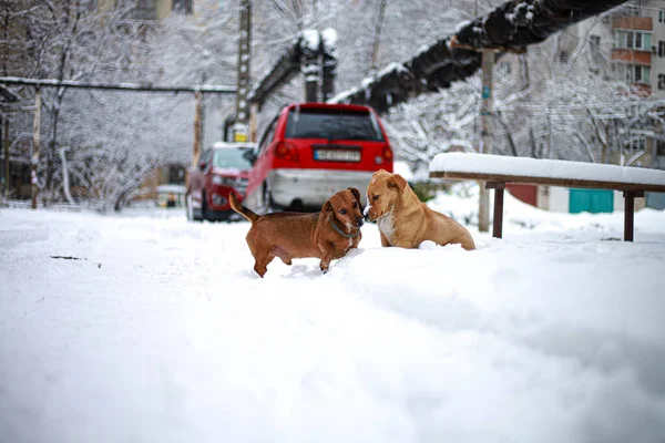 Karla kaplı bir köpek