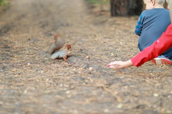 Zahme flauschige Eichhörnchen im Wald aus nächster Nähe Nüsse essen — Stockfoto