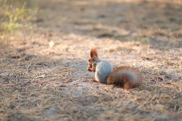 Écureuil pelucheux apprivoisé dans la forêt gros plan mangeant des noix — Photo