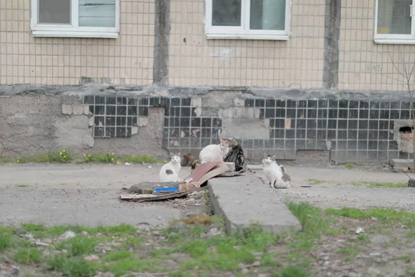 Группа бездомных бродячих кошек, сидящих в ожидании еды — стоковое фото