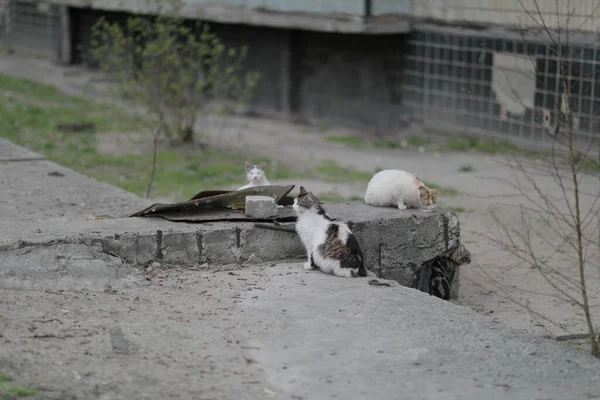 A group of homeless stray cats sitting waiting to eat — Stock Photo, Image