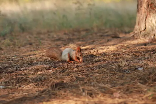 Tam fluffig ekorre i skogen närbild äta nötter — Stockfoto