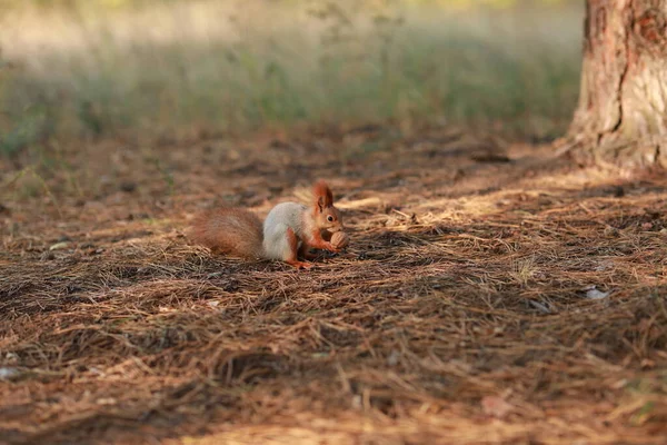 Domesticar ardilla esponjosa en el bosque de cerca comer nueces — Foto de Stock