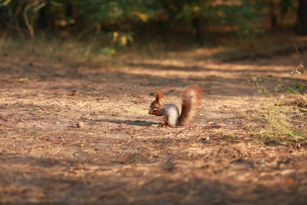 Écureuil pelucheux apprivoisé dans la forêt gros plan mangeant des noix — Photo