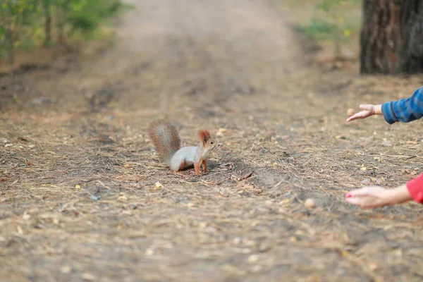 Domare soffice scoiattolo nella foresta close-up mangiare noci — Foto Stock