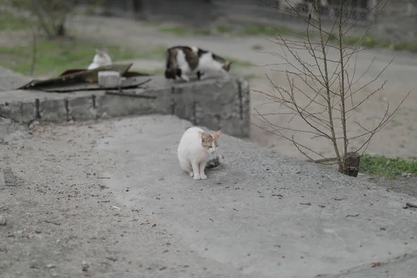 Bir grup evsiz sokak kedisi oturup yemek bekliyor. — Stok fotoğraf