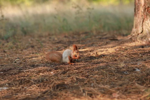 Écureuil pelucheux apprivoisé dans la forêt gros plan mangeant des noix — Photo