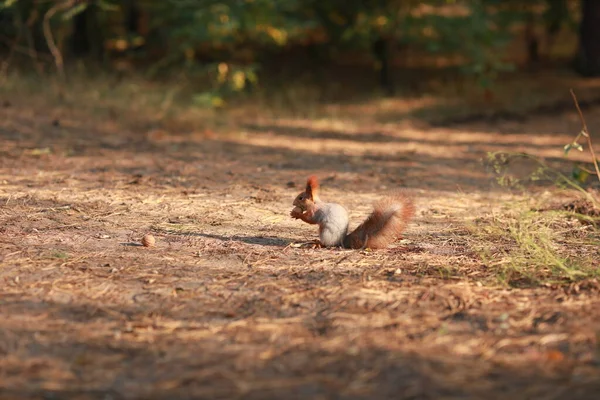 Écureuil pelucheux apprivoisé dans la forêt gros plan mangeant des noix — Photo