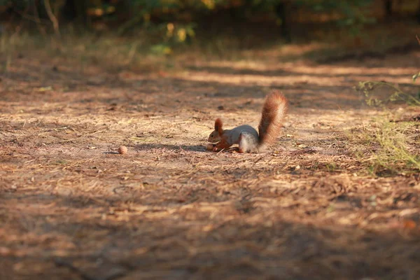 Szelíd bolyhos mókus az erdőben közelkép eszik dió — Stock Fotó