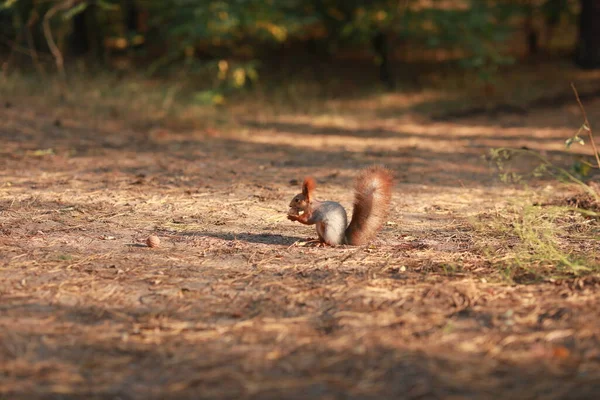 Zahme flauschige Eichhörnchen im Wald aus nächster Nähe Nüsse essen — Stockfoto
