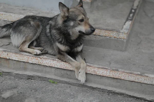 Um cão grande sentado em um banco — Fotografia de Stock