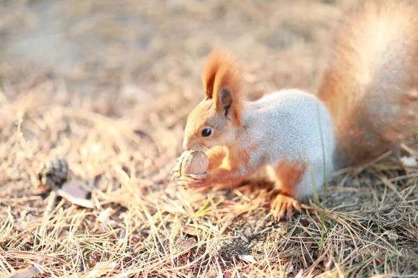 Tame fluffy squirrel in the forest close-up eating nuts — Stock Photo, Image