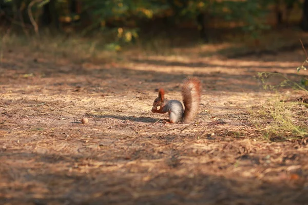 Tame fluffy squirrel in the forest close-up eating nuts — Stockfoto