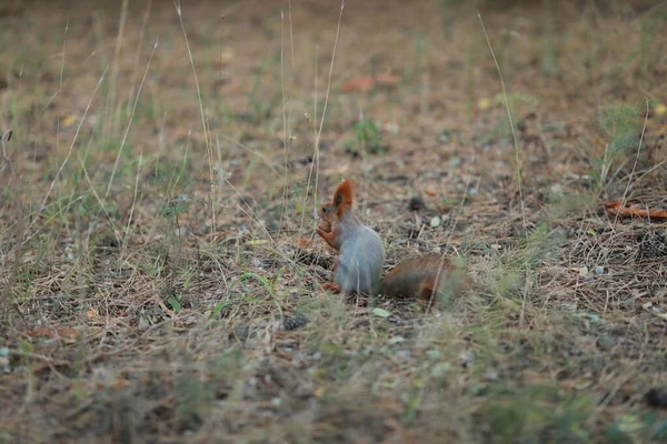 Zahme flauschige Eichhörnchen im Wald aus nächster Nähe Nüsse essen — Stockfoto