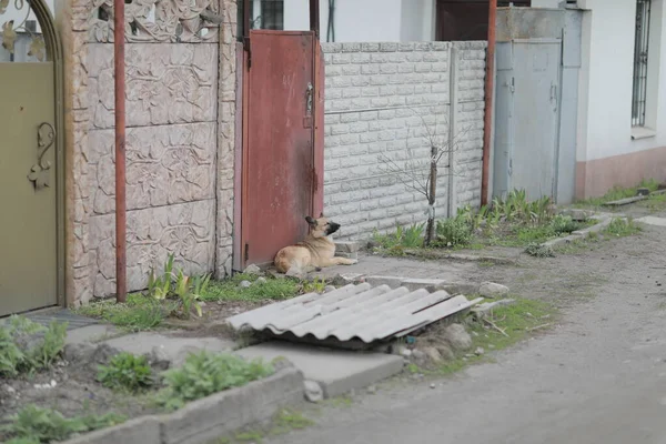 Um cão sentado em frente a um prédio de tijolos — Fotografia de Stock