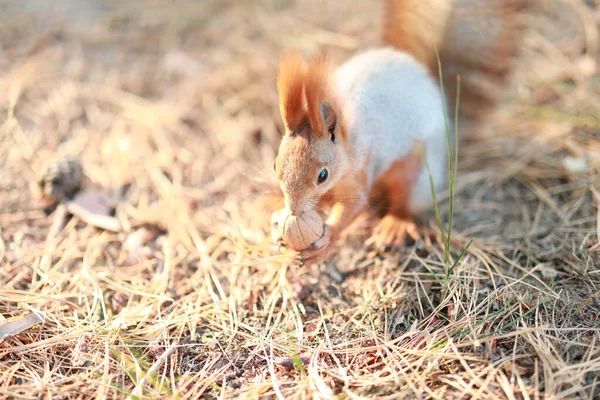 Zahme flauschige Eichhörnchen im Wald aus nächster Nähe Nüsse essen — Stockfoto