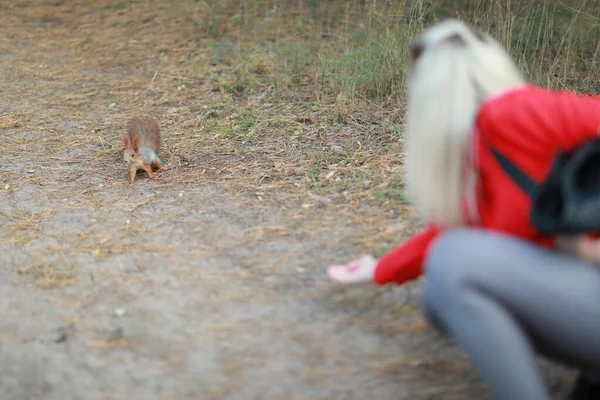 Domesticar ardilla esponjosa en el bosque de cerca comer nueces —  Fotos de Stock