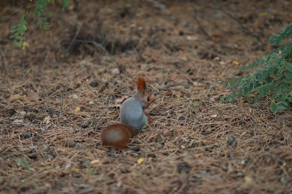 Tame fluffy squirrel in the forest close-up eating nuts — Stockfoto