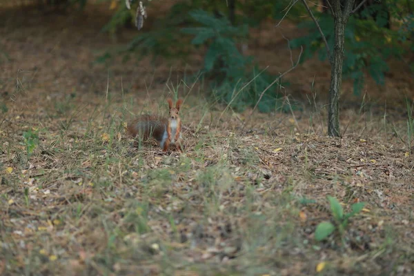 Domesticar ardilla esponjosa en el bosque de cerca comer nueces — Foto de Stock